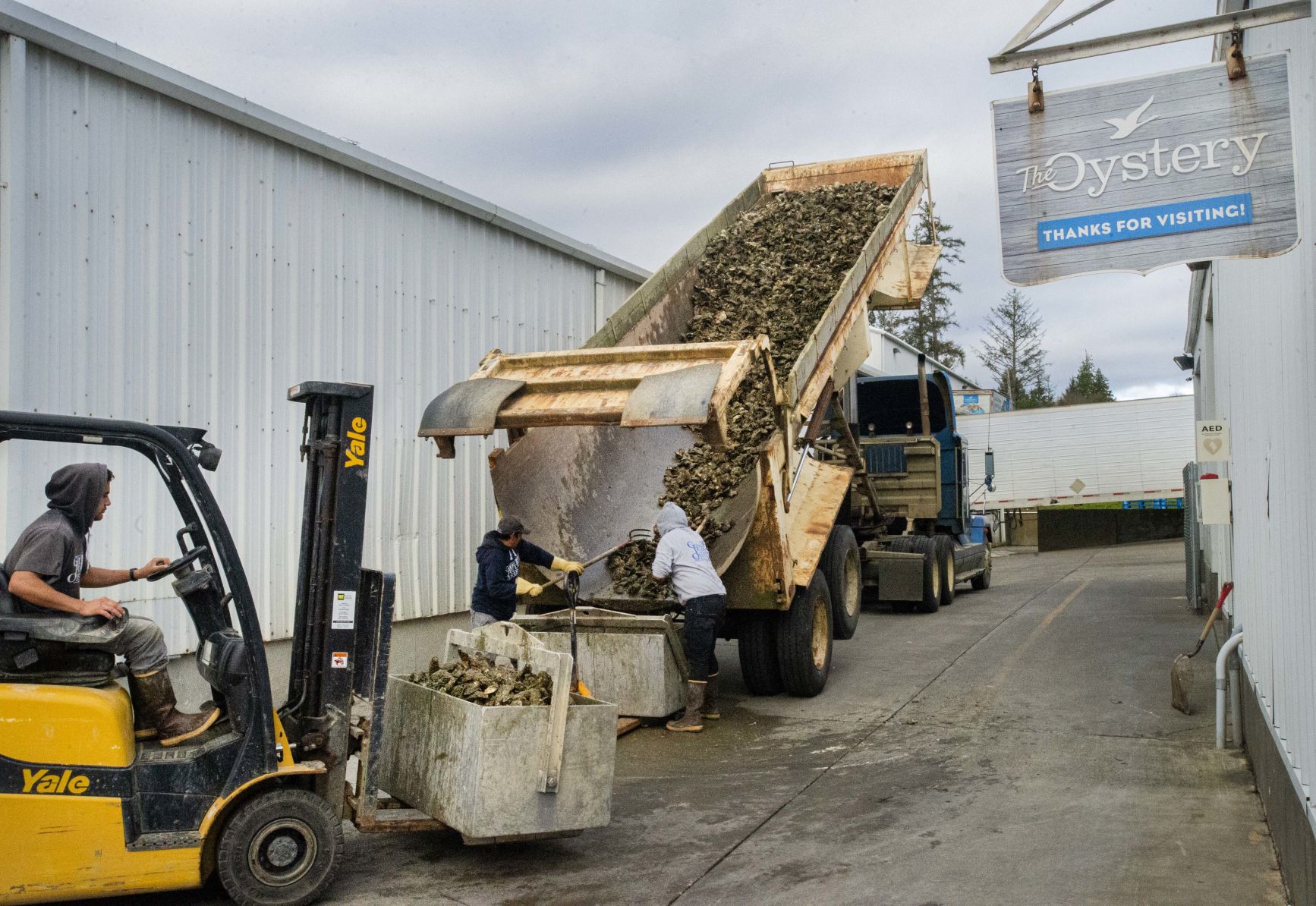 Oyster unloading with forklift